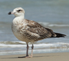 Larus armenicus